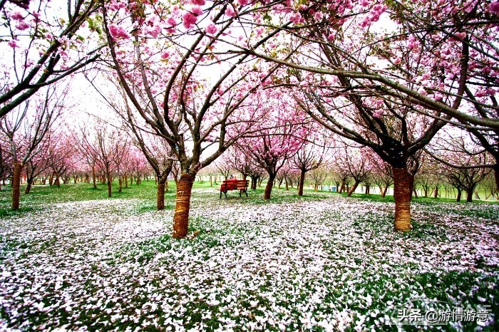 期待邂逅一场皑皑白雪的浪漫,期待一场浪漫樱花的邂逅