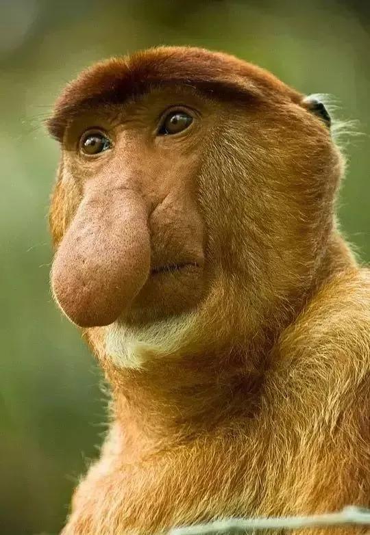 猴子72变图片,看看猴子