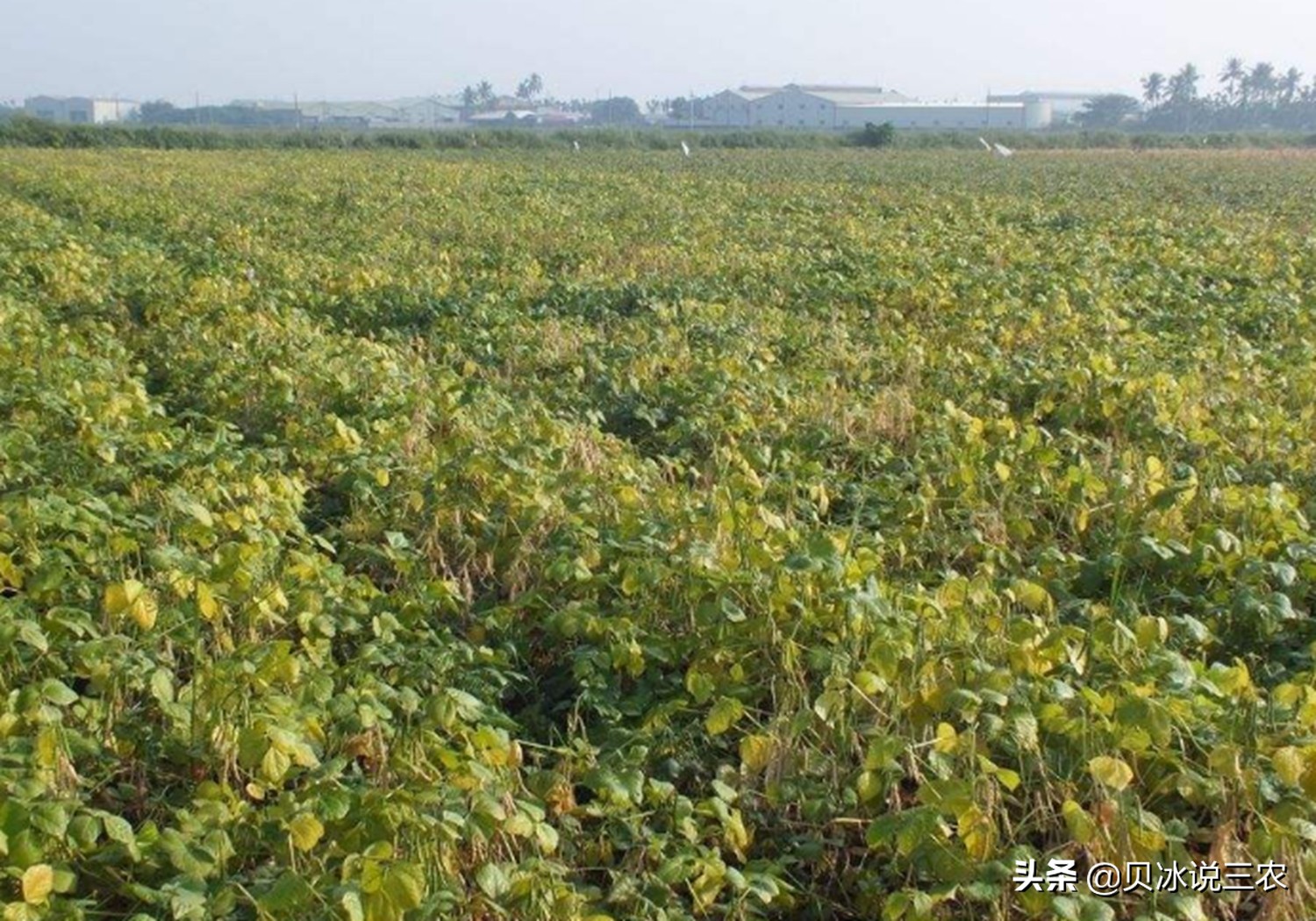 红小豆什么时候种生长期多少天,红小豆种植技术和方法