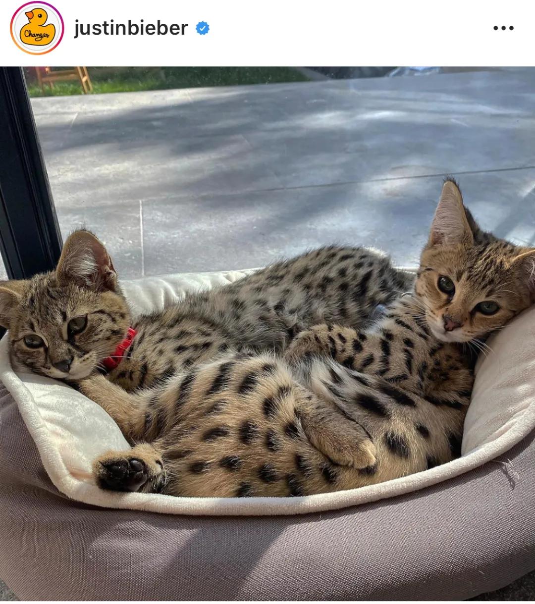 世界第一贵的猫,买全世界最贵的猫