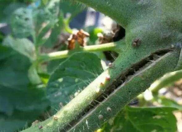 番茄黑根死根烂苗怎么防治,番茄苗倒伏烂茎怎么办