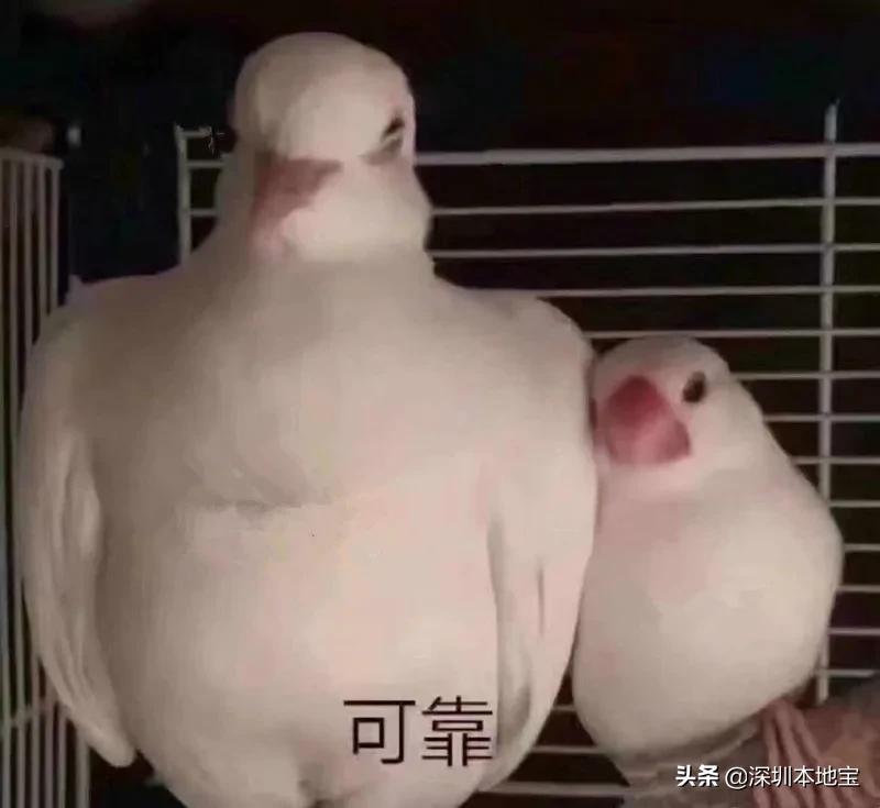 深圳公司车辆违章网上怎么处理,深圳单位车怎么处理违章