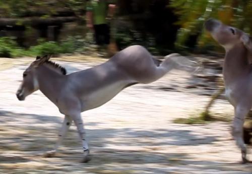 说文解字小结,说文解字第625课