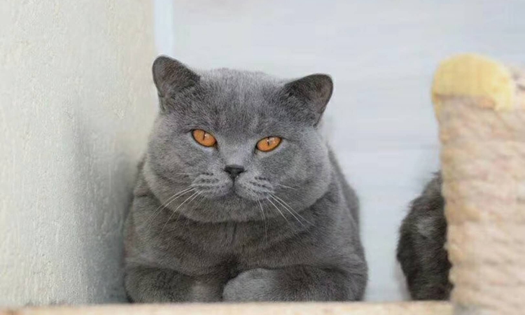 英短蓝猫有哪些特点,英短蓝猫好养活吗