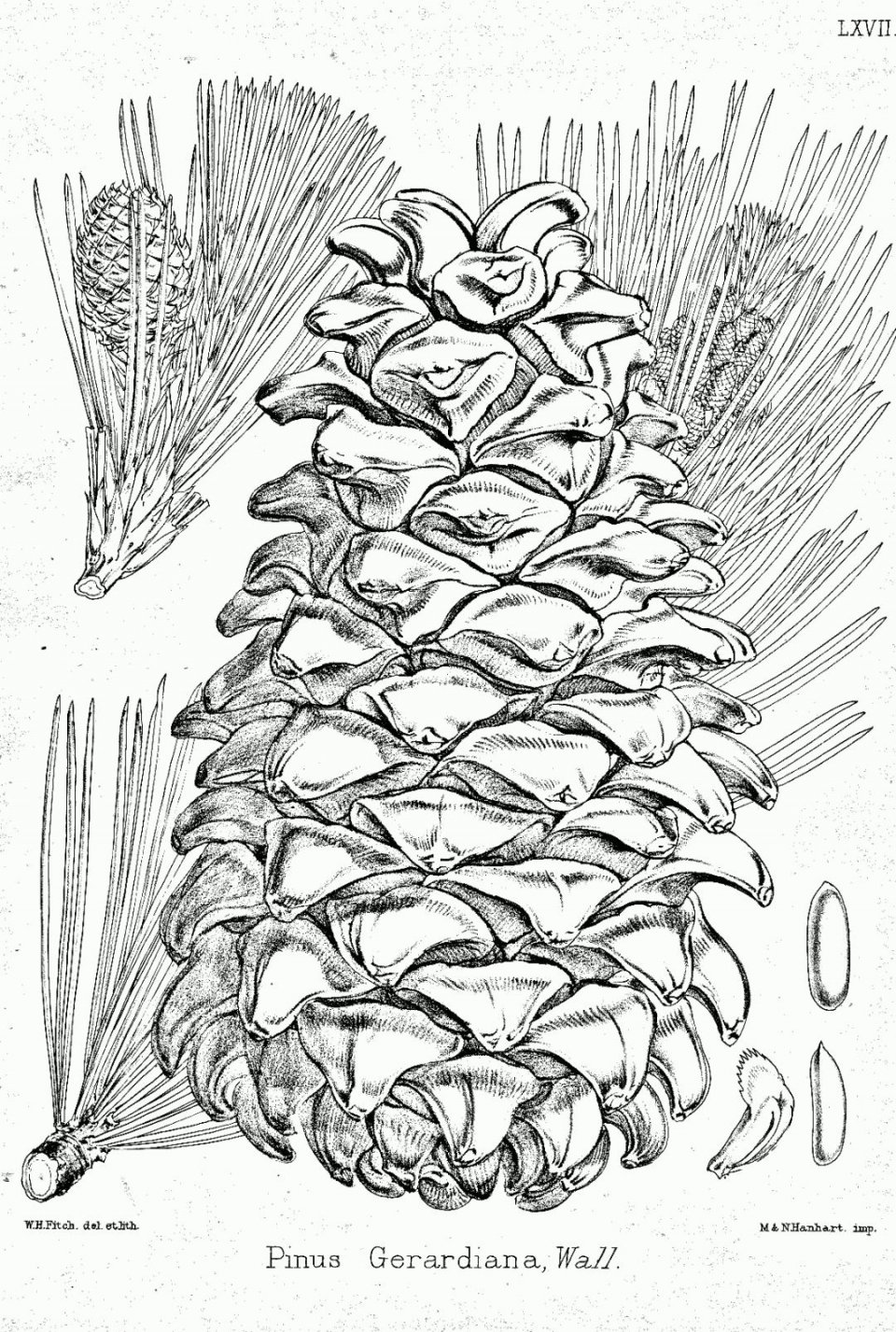 45吨松子阿富汗卖了多少,巴西松子与阿富汗松子的区别