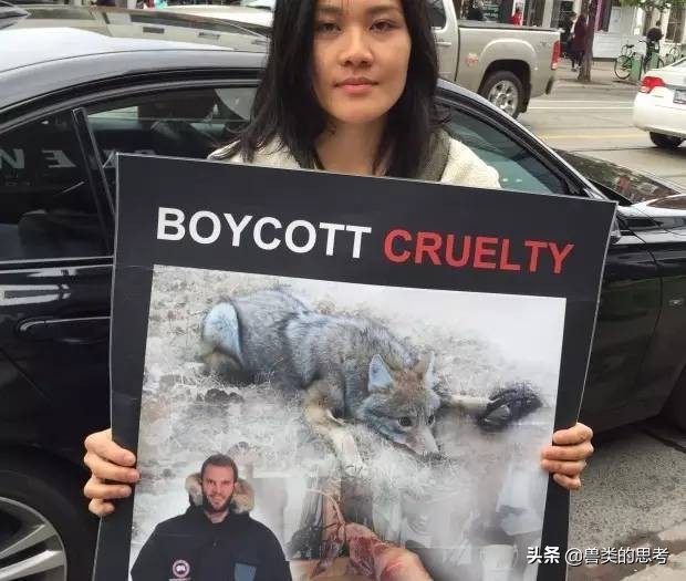 鹅猫相爱记：“加拿大鹅”情人节高调示爱天猫！究竟怎么回事？