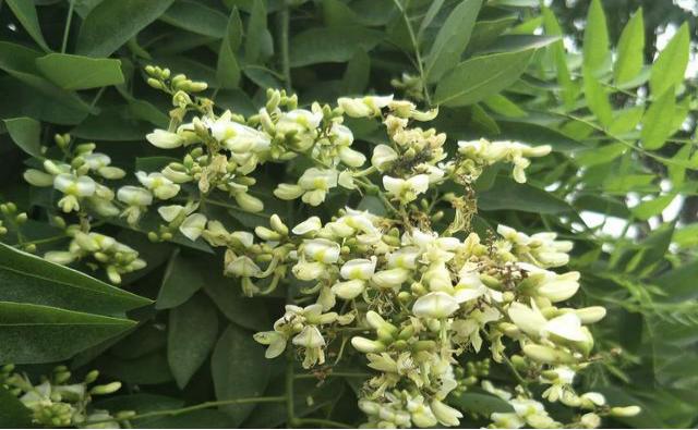 国槐的传统文化,国槐历史文化