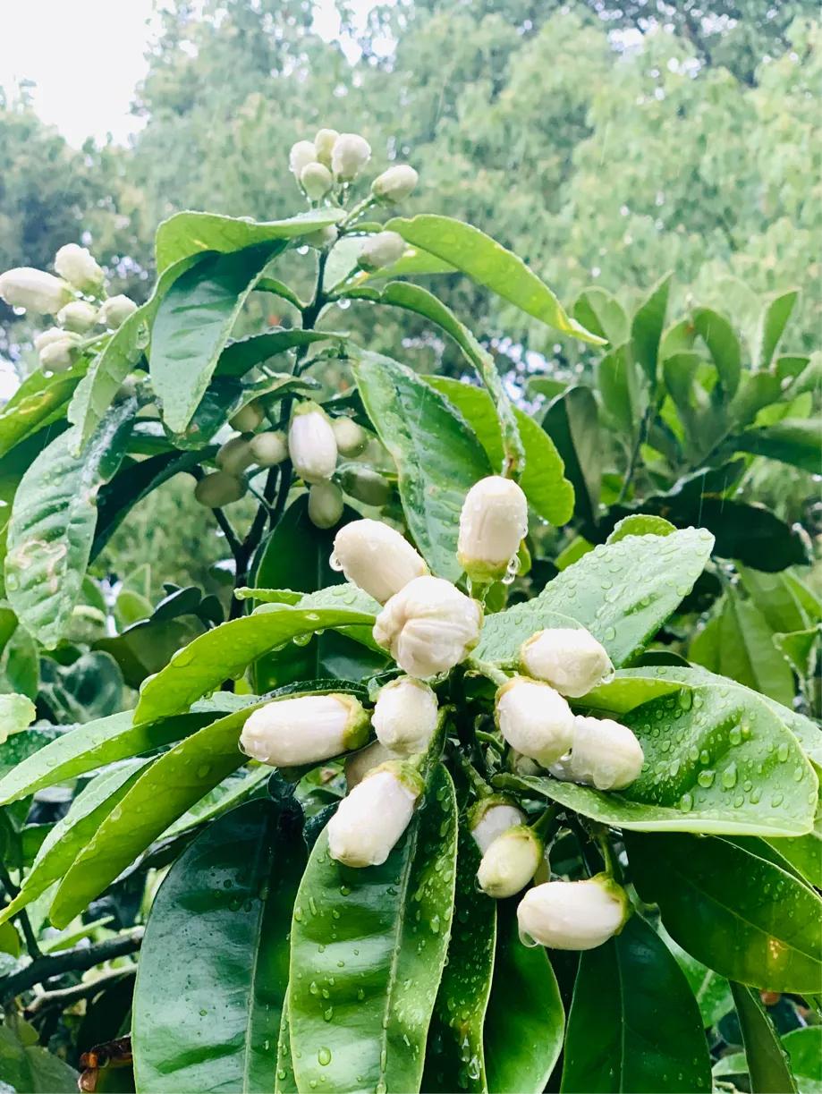七律谷雨时节,七律谷雨时节平水韵