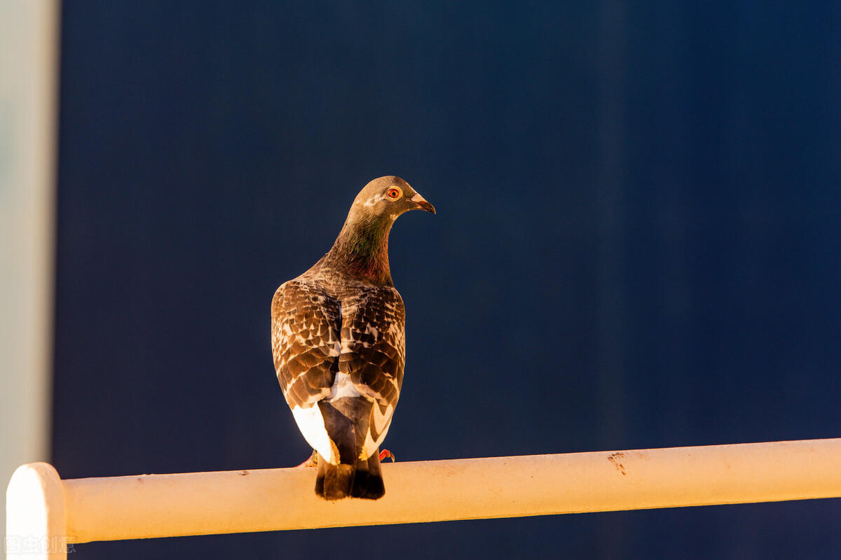 赛鸽病毒性嗉囊炎,信鸽嗉囊炎的症状和治疗