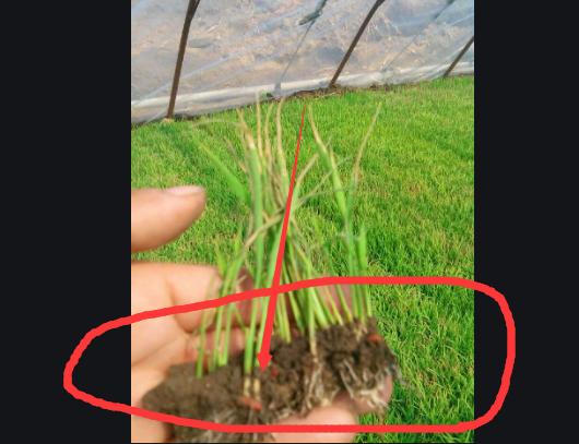 水稻育秧阶段问题及解决方案,水稻育苗稀了怎么办