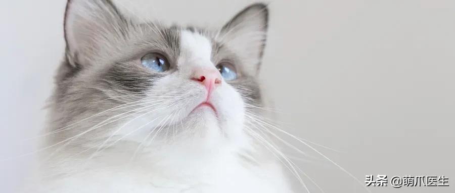 我就是馋猫的身子，没别的！