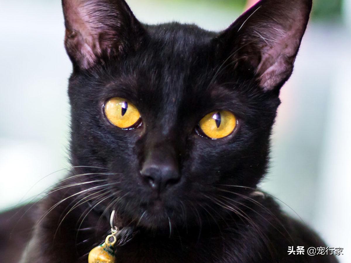 猫的眼睛里水汪汪,猫的眼睛到底长什么样