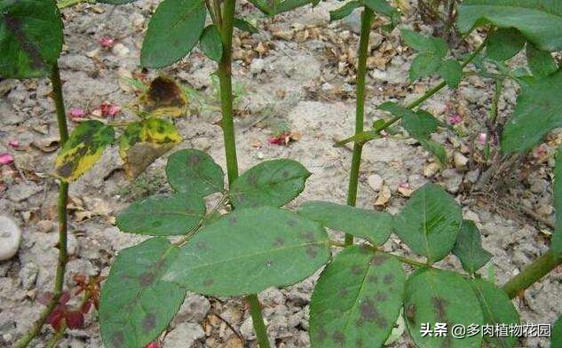 月季花霜霉病治疗方法,预防月季花霜霉病使用什么药