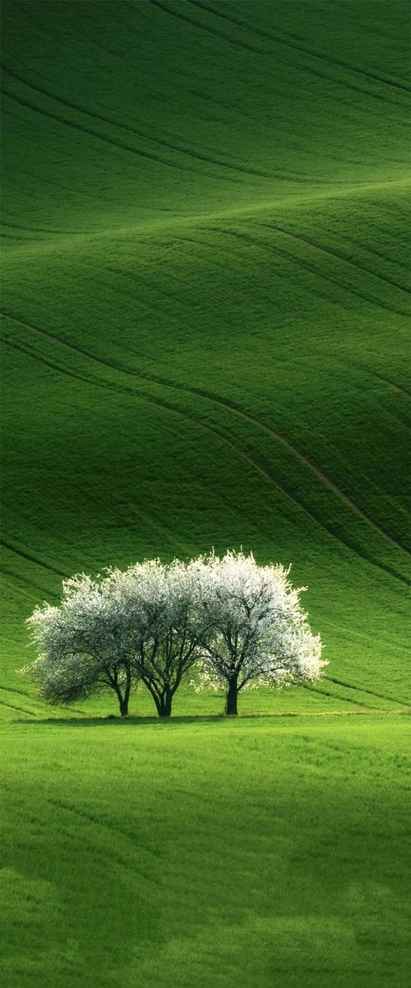 真正的大屏手机有哪些,为什么现在都不做大屏手机