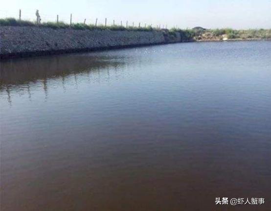 南美白对虾池塘急性倒藻如何处理,池塘倒藻引起氨氮升高怎么处理