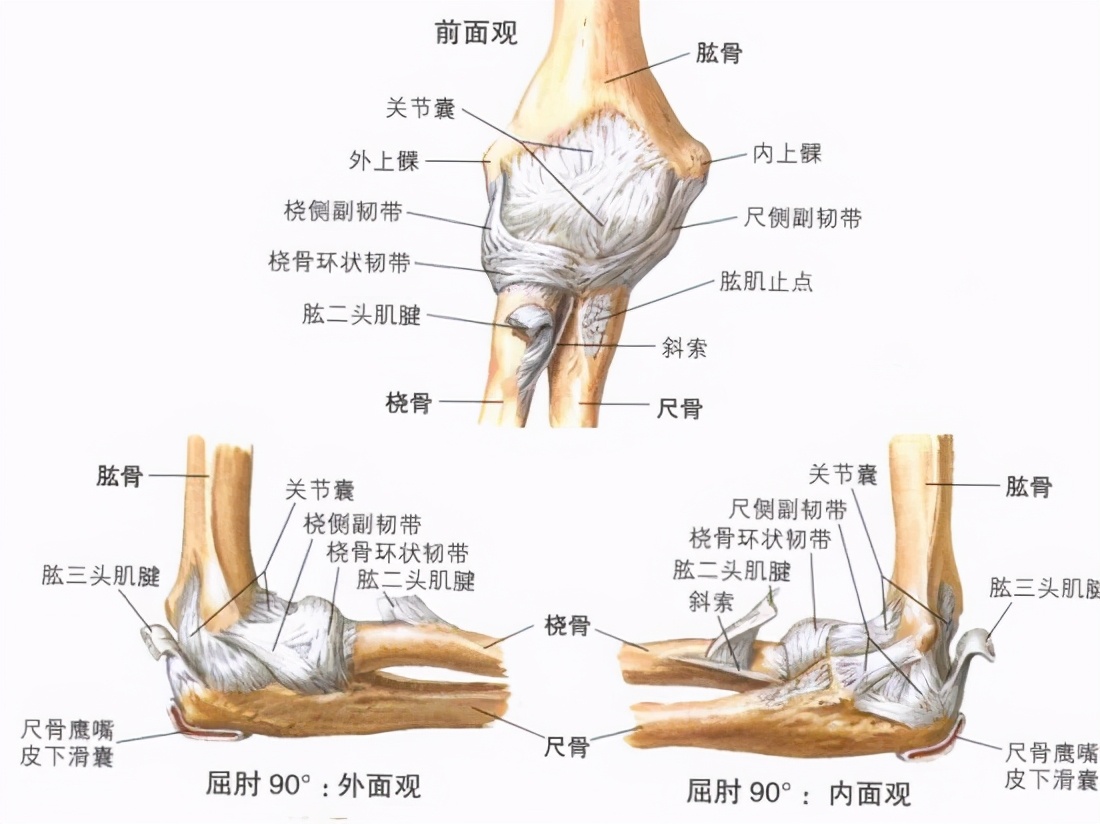 肘关节韧带重建康复流程,肘关节副韧带断裂术后康复训练