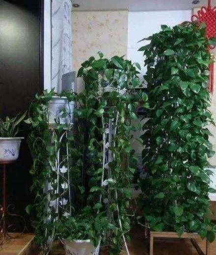 养绿萝,埋上几粒“煮豆豆”,胜过养花肥,油光锃亮爬满墙