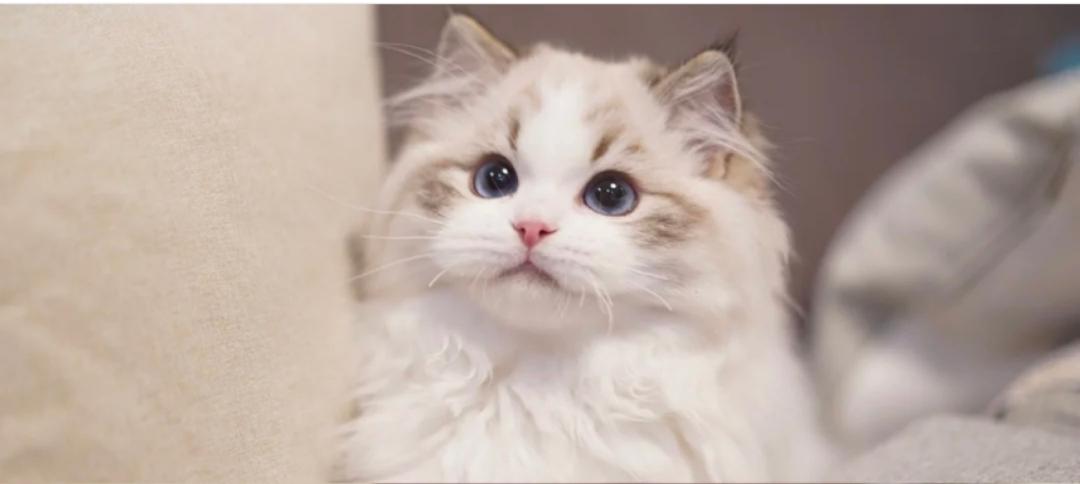 猫咪怎么和小猫咪相处,猫咪怕人不进食