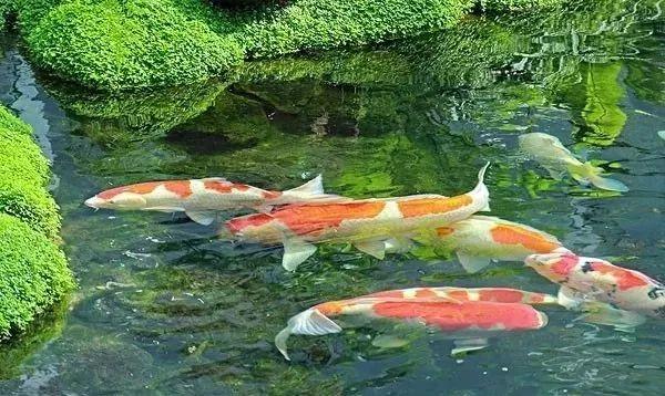 鱼病防治过程中六种常用给药方法,记住这6点甲状腺疾病控制不再难