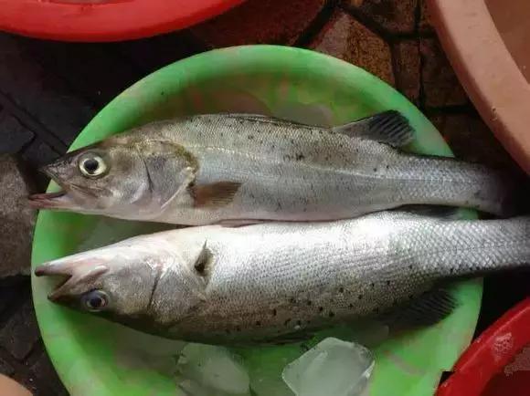 海南渔民整理的海鲜大全,渔民海鲜介绍