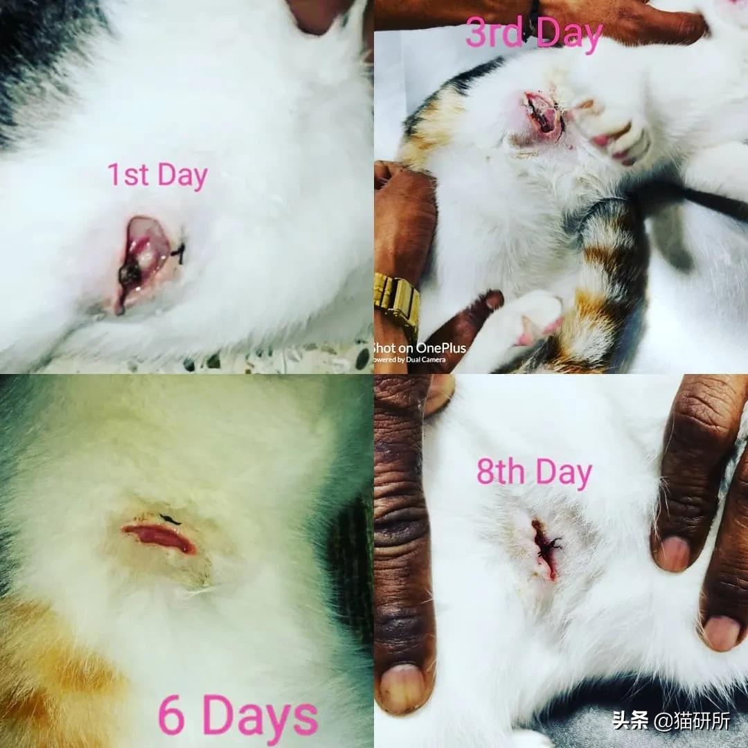 猫咪术后感染是什么表现,猫咪做完手术应激是怎么造成的
