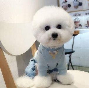 吃醋也得分颜值?博美可心吃醋漂亮比熊,狗生第一次不自信