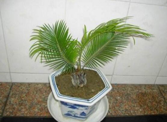 铁树怎么养长枝条,铁树怎么养殖才能养好