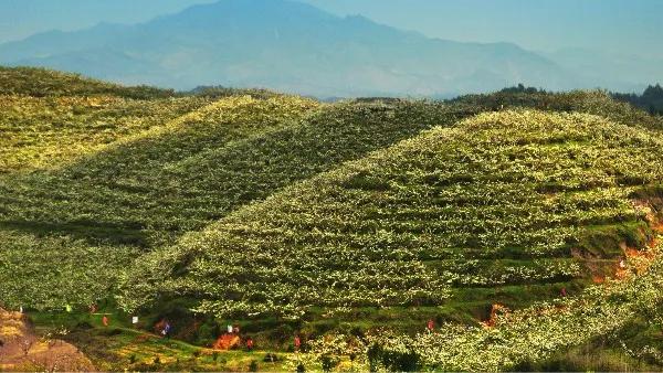艾美龄：让农户搭乘互联网快车