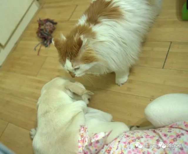 请用绝育保护它——宠物营养师亲身讲述自家爱犬绝育经历