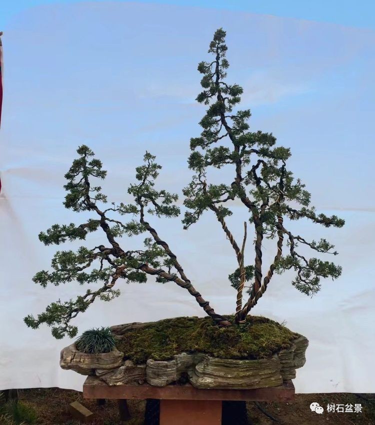 杨派盆景传承人,杨派盆景非遗传承人