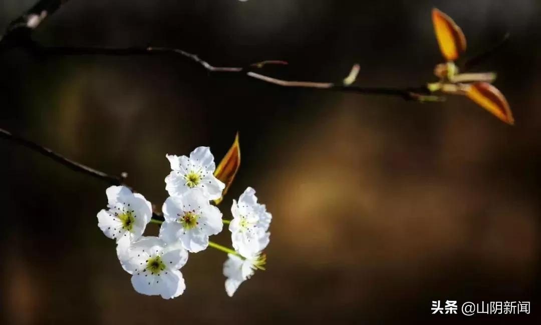 春天里最美的遇见歌曲,春天最美的文案就是油菜花