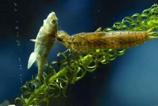 蜻蜓怎么杀死蚊子,蜻蜓是怎么吃蚊子呢