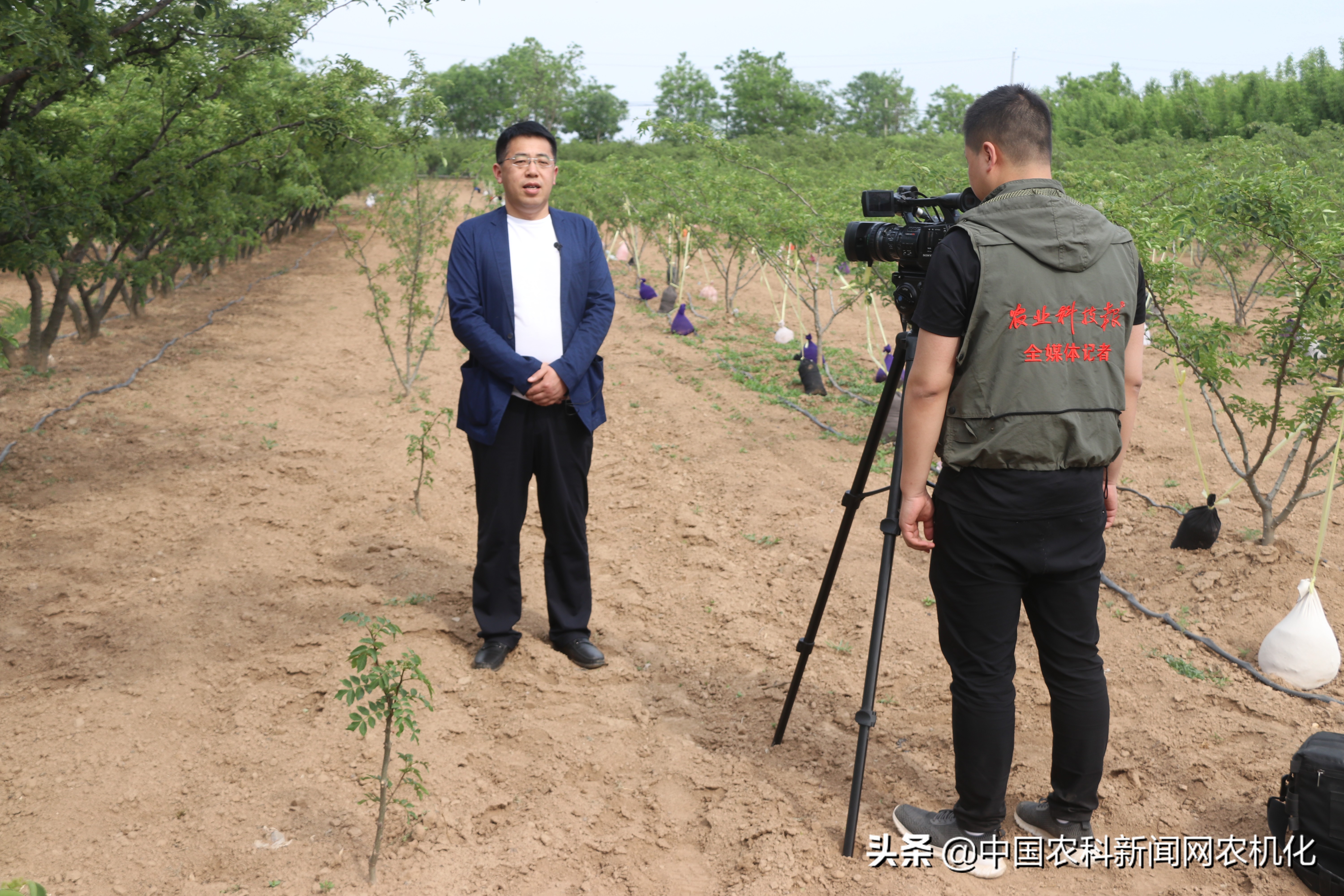 西农大帮扶合阳百良镇发展花椒产业,贫困户走上致富路