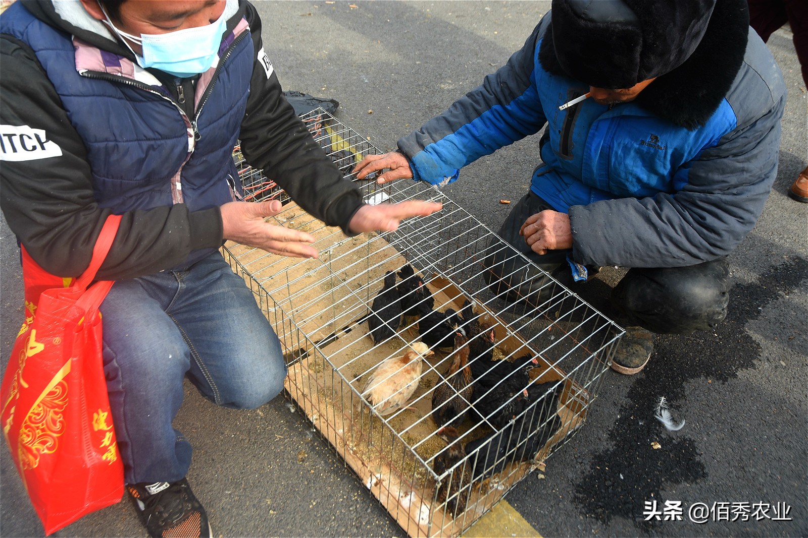 农村集市上的宠物鸡,30元一只挺值钱,小伙无意间发现商机