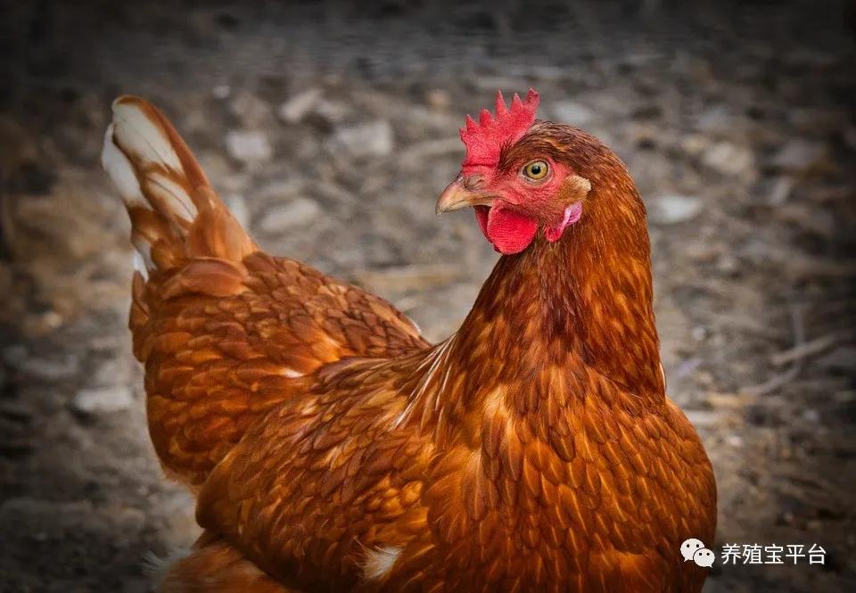 高温死鸡什么原因,夏季高温高湿蛋鸡易发什么病