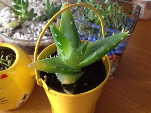 什么花一年四季好活还吸甲醛,吸收甲醛的好养活花草