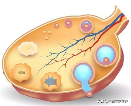 青岛助孕专家门诊,青岛于萍助孕专家