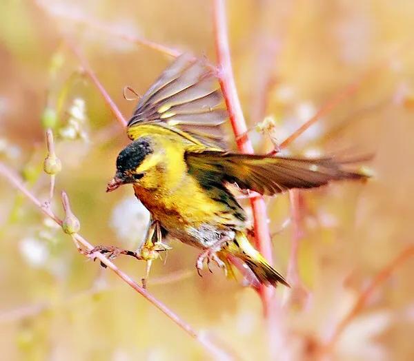黄雀鸣叫欣赏,黄雀翅膀羽毛