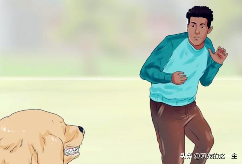 在路边看到流浪狗怎么办,遇到流浪狗如何不让它走