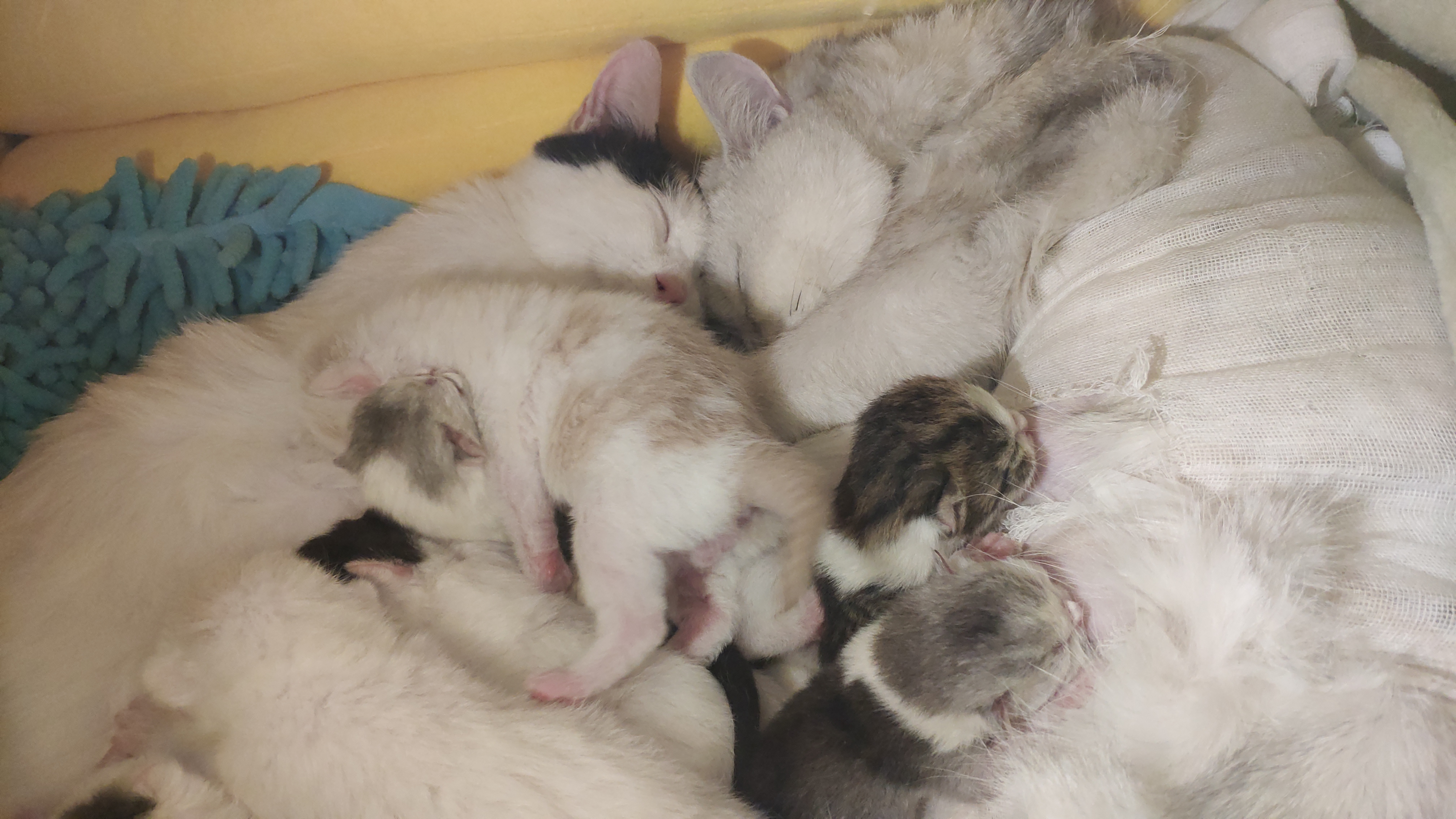 猫的智商有多高,猫智商到底有多高