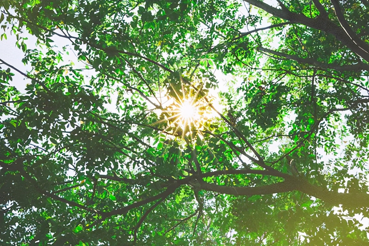 大暑的五种美,小暑的七种食物