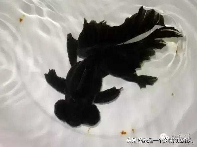 家庭养鱼的知识和技巧,庭院鱼池养鱼需要注意什么