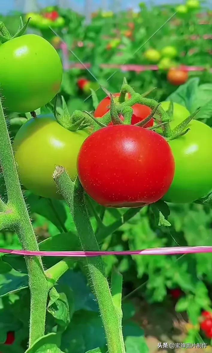 壁纸超清全屏护眼藕壁纸,护眼头像高清壁纸