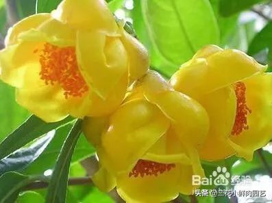 中国珍稀濒危植物保护名录,十大珍稀植物排行榜