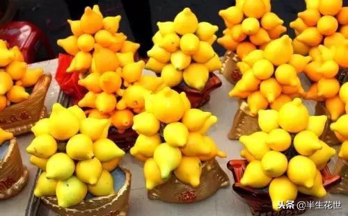 观果盆景冬季管理,热带盆栽观果植物有哪些