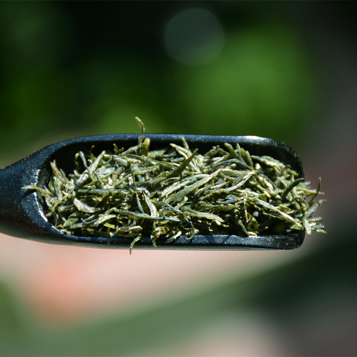 茶叶种类及十大名茶排名图片,茶叶知识大全十大名茶