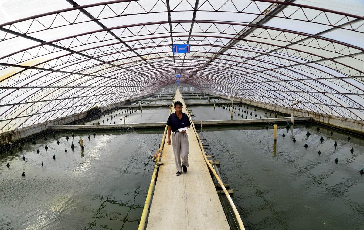 浙江大爷赚钱副业,浙江稻鳖养殖