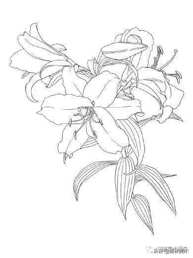 工笔花卉线稿和色稿,花卉白描线稿