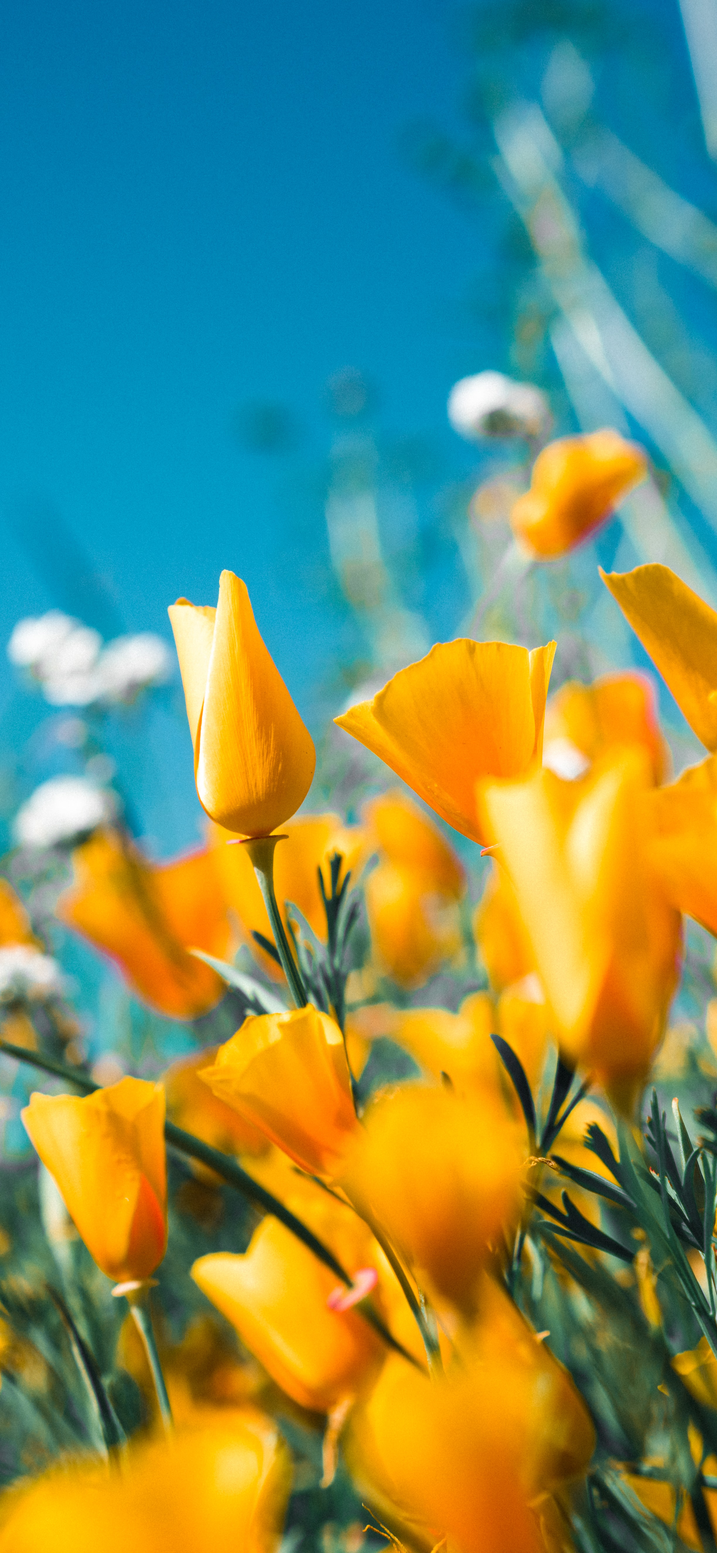 ipad主屏壁纸和锁屏壁纸一套,优阿壁纸全屏