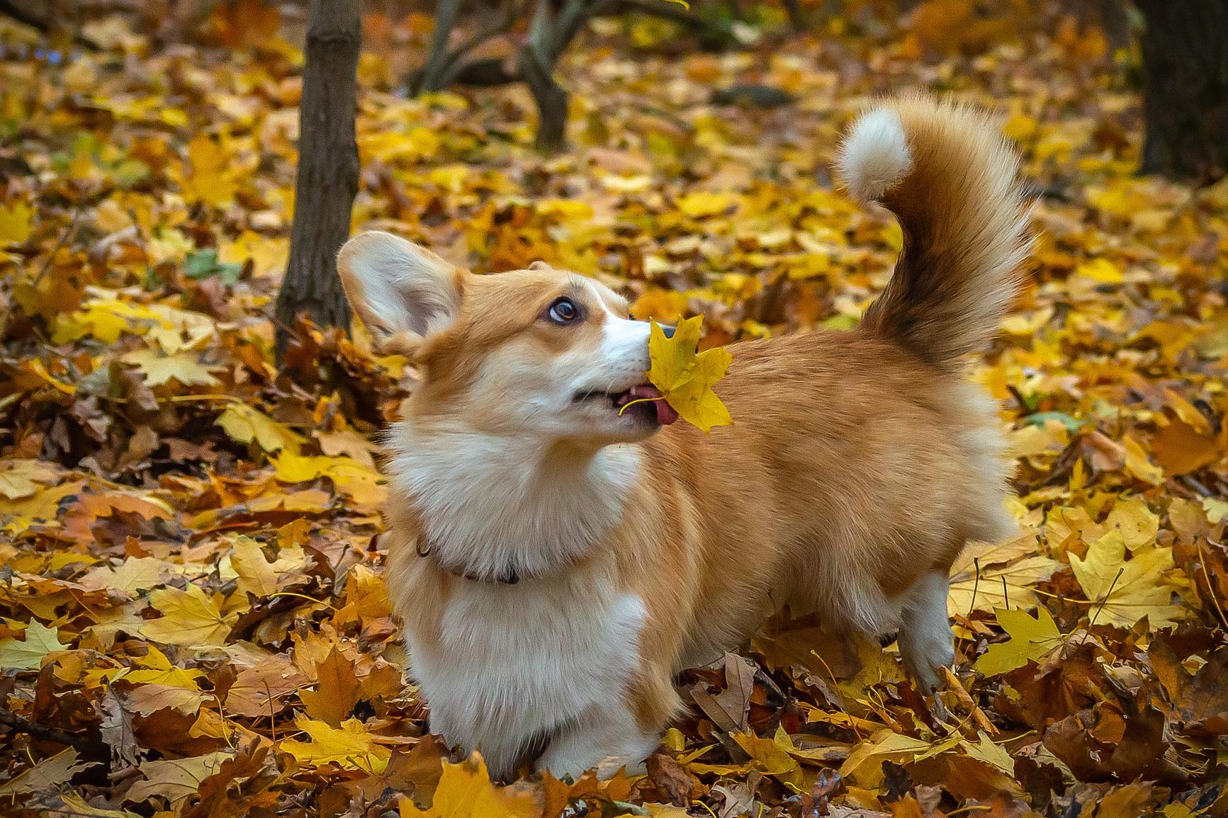 断尾柯基跟没断尾柯基见面,短尾柯基和有尾柯基哪个好看